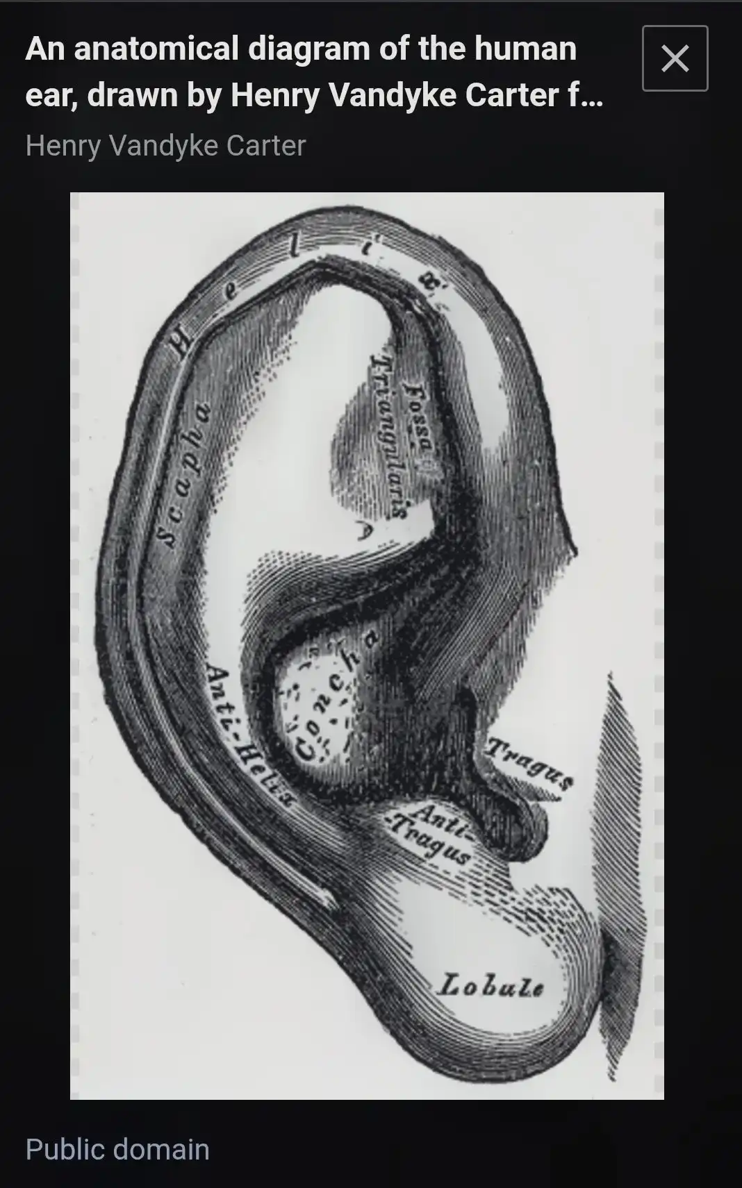 earlobe anatomy