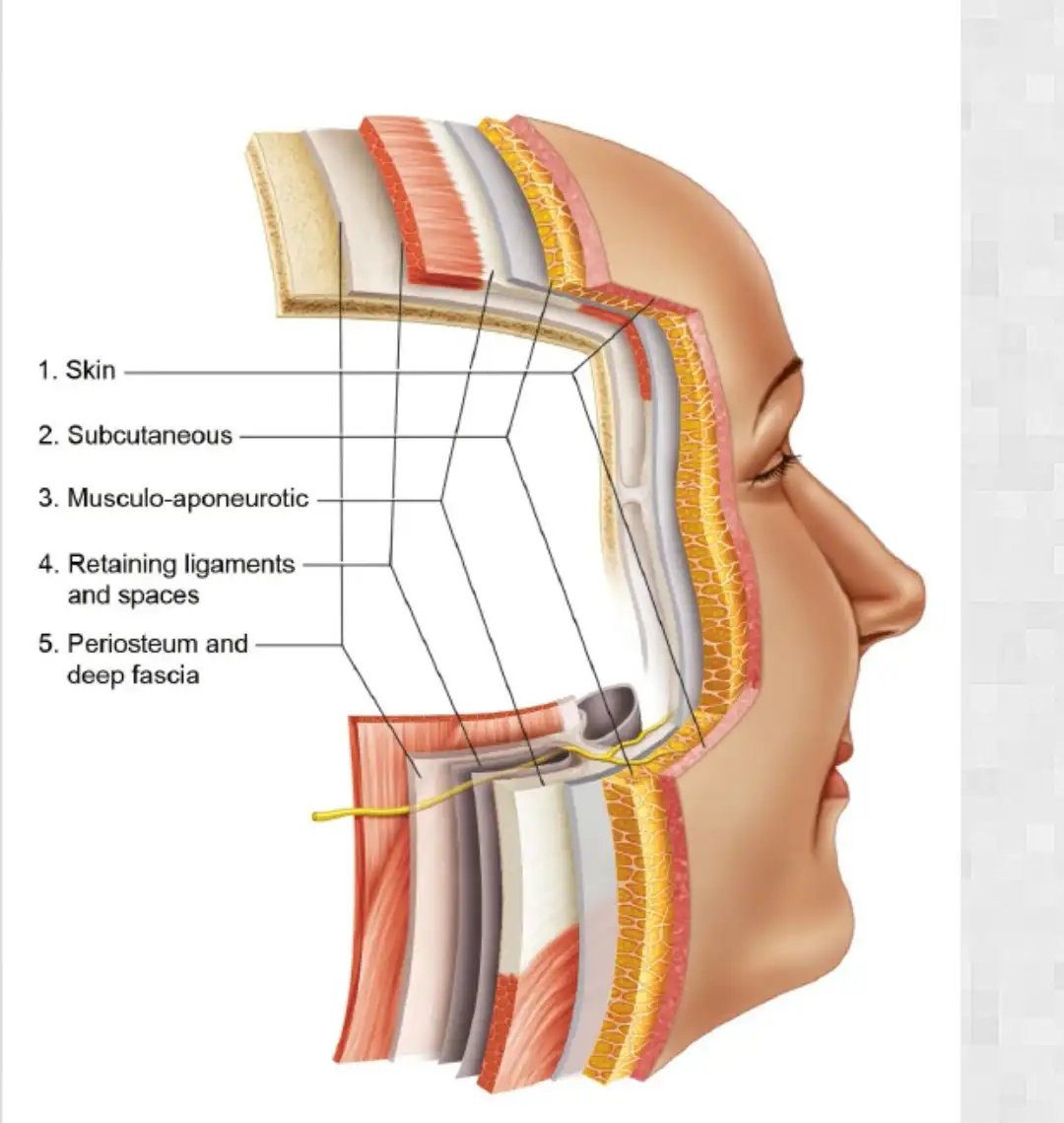 Layers of face Attribution- https://plasticsurgerykey.com/mimetic-muscles/